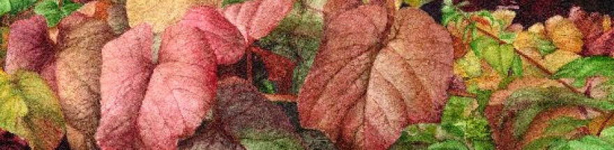 Autumn leaves from a watercolour painting by award winning artist Tina Holley