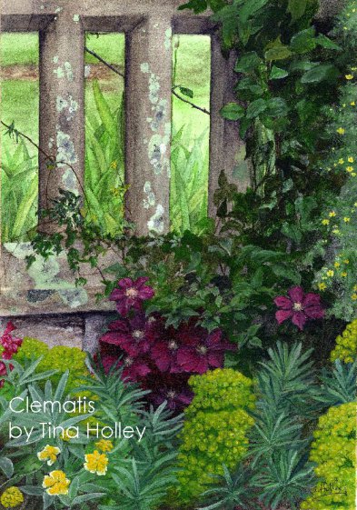 Clematis at the National Trust Bodnant Garden. Watercolour painting by Tina Holley